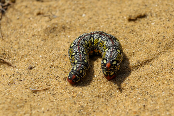 a crab on the beach