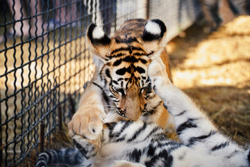 Tiger cubs playing, close-up portraits