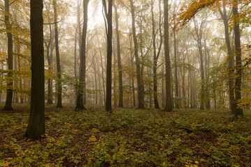 Autumn forest in morning fog