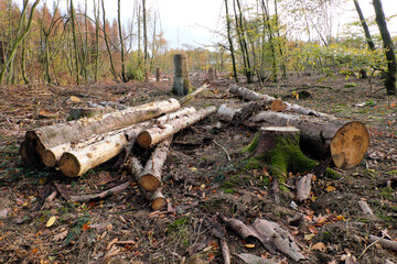 Baumstämme liegen am Boden in abgeholztem Waldgebiet in Zeiten von Klimawandel und Erderwärmung - Stockfoto
