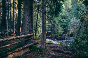 A tree in a forest