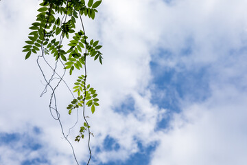 空と雲と葉
