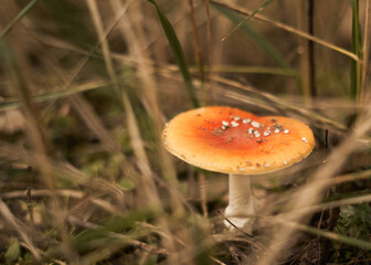 muchomor jesienią © Dagmara Bartnik