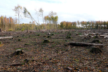deforested woodland with tree logs and branches lying on the forest ground in times of climate change and forest dieback - stockphoto