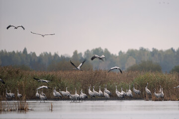 Common cranes on their night place. Cranes have stayed on the bank of the lake. Poland wildlife nature. Calm morning on the lake with cranes. 