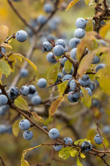 Detail of blue autumn blackthorn