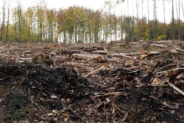 deforested woodland with tree logs and branches lying on the forest ground in times of climate change and forest dieback - stockphoto