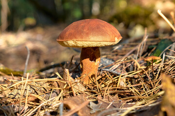 The brown boletus came out of the ground. Nearby is a poisonous toadstool. The snail bit the leg of the mushroom. Boletus on a blurred background of green leaves and needles.