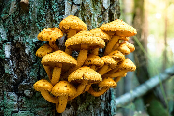 Yellow mushrooms Pholiota aurivella grow from a tree. Edible mushrooms. The structure of the green...