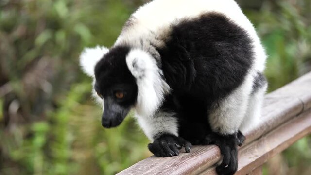 Close Up of Black and White Ruffed Lemur, Madagascar