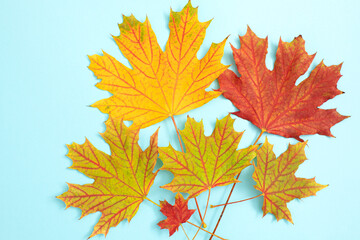 Fototapeta premium Autumn background with copy space for tekst in design