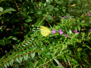 One spot grass yellow butterfly feeding on small purple flower