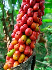 Amorphophallus paeoniifolius seeds (suweg, porang, elephant foot yam, whitespot giant arum) with a natural background