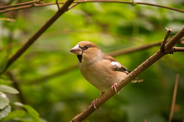 Hawfinch in the dark forest. Ornithology in nature. European wildlife nature. The bird is hidden in the wood. 