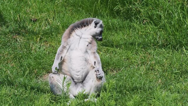 Lemur catta on the grass. Ring-tailed Lemur.