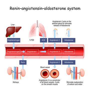 Renin–angiotensin–aldosterone system