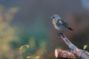 Fieldfare
