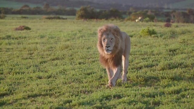 Lion Walking in slow motion 