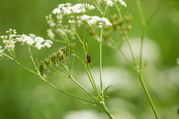 grass with dew drops