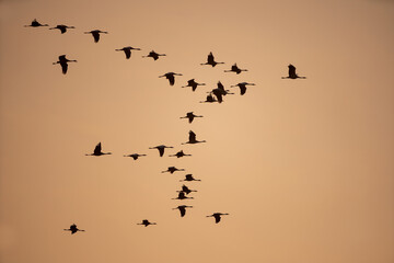 Common cranes in the sky. A flock of cranes flying during the sunrise. Poland wildlife nature. Silhouettes of birds bodies in the sky.