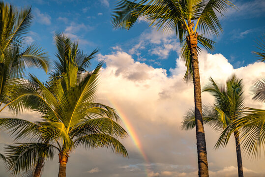 Rainbow in puffy clouds near palm trees 