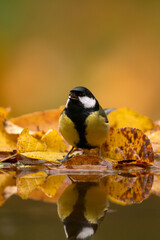 Great tit in the wood. Tit observes surroundings. Birds around the feeder. Wildlife in Europe. 