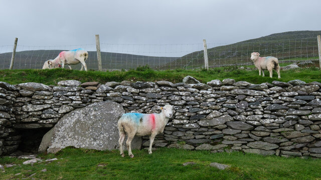 Shhep at Beehive Hut, County Kerry, Ireland