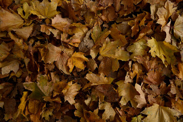 autumn fallen to the ground, colorful foliage