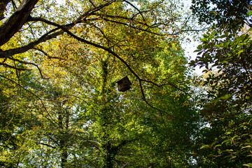 Birdhouse hanged on a giant tree