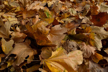 autumn fallen to the ground, colorful foliage