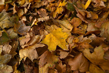 autumn fallen to the ground, colorful foliage