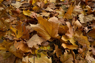 Fototapeta premium autumn fallen to the ground, colorful foliage