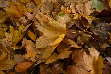 autumn fallen to the ground, colorful foliage