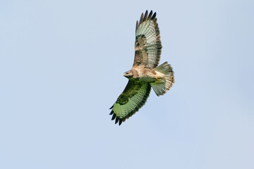 One buzzard bird, bird of pray, buteo buteo, in flight against a blue sky and white clouds