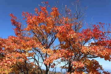 メルヘン街道の紅葉
