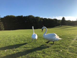 swan and cygnets