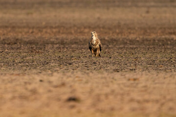 Buzzard bird of prey sits in a pasture in brown sand, buteo buteo, in front view