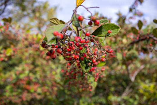 Closeup red wild berries. Blurry background