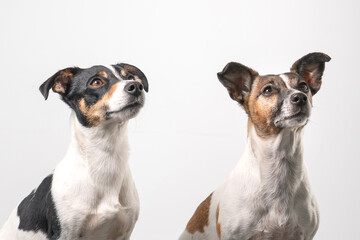 Two cheerful Jack Russell Terriers posing in a studio, in full length, on a gray blanket