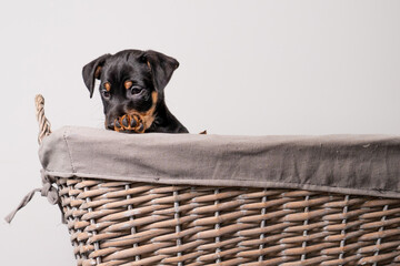 A portrait of a adorable Jack Russell Terrier puppy, in a wicker basket, isolated on a white background