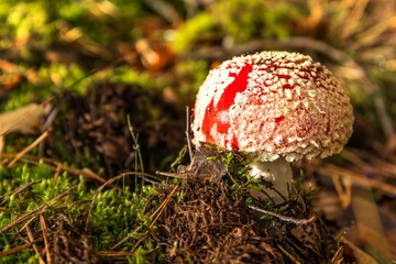 Amanita muscaria mushroom. Poisonous mushroom. Fly agaric in the Czech forest. Amanita muscaria, a...