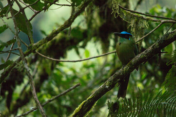 Ave en el bosque