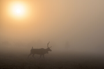 Fototapeta na wymiar Reindeer silhouette at dawn in the mist. The sun rises on the horizon. North of Russia, Kola Peninsula.