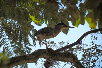 Ave en la naturaleza