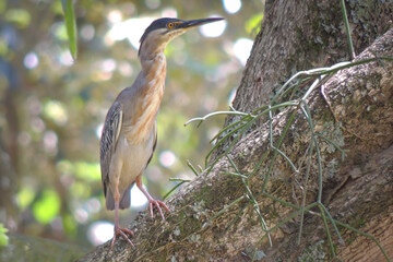 Ave en la naturaleza