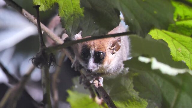 Baby Mouse Lemur On A Night Walk In Andasibe National Park