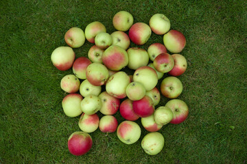 Pile of ripe organic and home grown apples on plain grass background