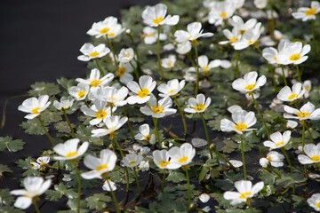 Białe kwiaty wodnej rośliny © Meija