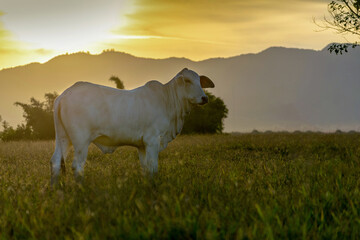 Silhueta de gado nelore no pôr do sol
