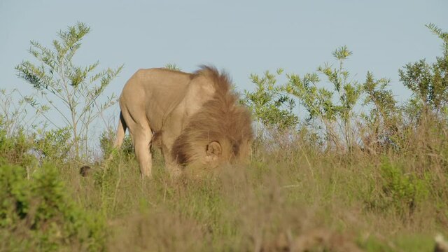 Lion flehmen grimace